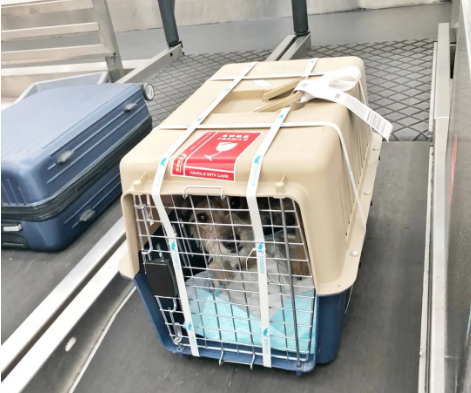宠物托运 宠物托运公司 机场宠物托运 宠物空运
